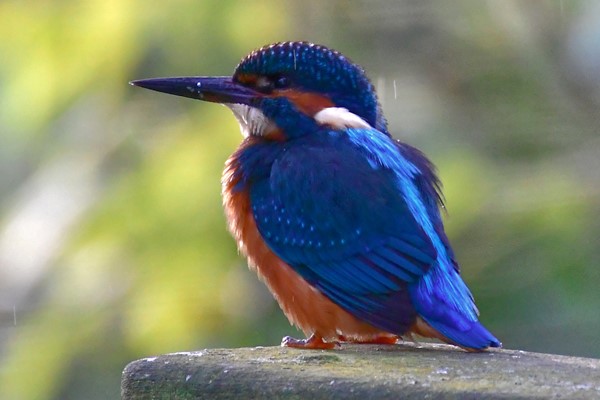 A Walking Wildlife Safari along the River Thames for Two