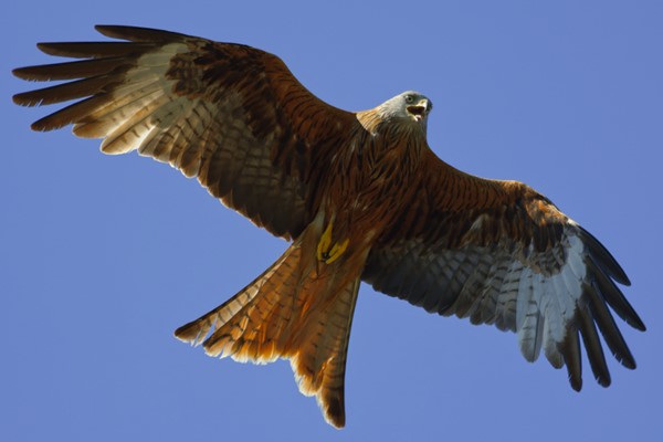 A Walking Wildlife Safari along the River Thames for Two 3 A Walking Wildlife Safari along the River Thames for Two