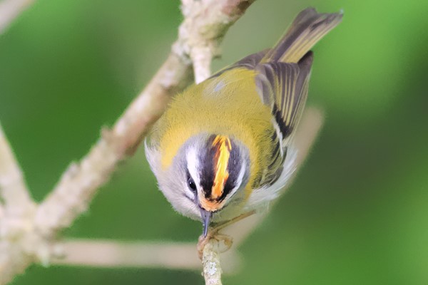 A Walking Wildlife Safari along the River Thames for Two 4 A Walking Wildlife Safari along the River Thames for Two