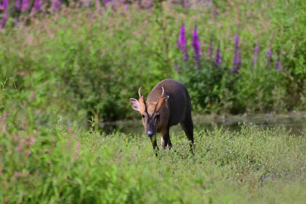 A Walking Wildlife Safari along the River Thames for Two 6 A Walking Wildlife Safari along the River Thames for Two