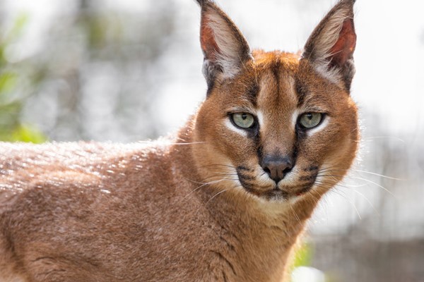 Big Cat Encounter at The Big Cat Sanctuary â Weekends