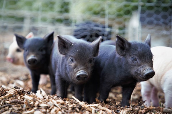 Pig Enthusiast Experience for One at Kew Little Pigs 4 Piggy Pet and Play for One Child at Kew Little Pigs