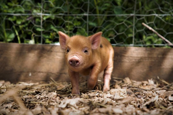 Pig Enthusiast Experience for One at Kew Little Pigs 3 Piggy Pet and Play for Two at Kew Little Pigs