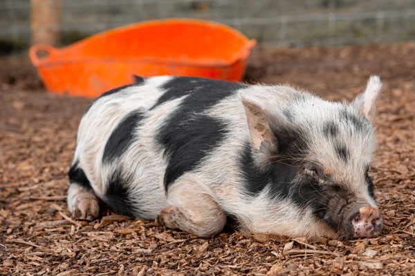 Pig Enthusiast Experience for One at Kew Little Pigs 5 Piggy Pet and Play for Two at Kew Little Pigs