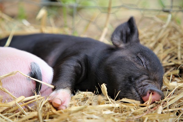 Pig Enthusiast Experience for One at Kew Little Pigs 6 Piggy Pet and Play for Two at Kew Little Pigs