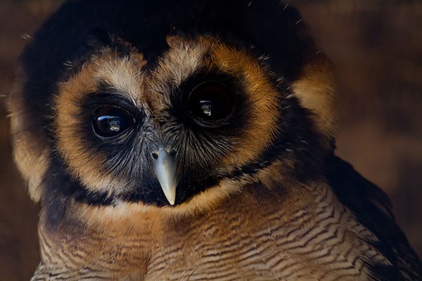 Family Adventure at Millets Farm Falconry Centre