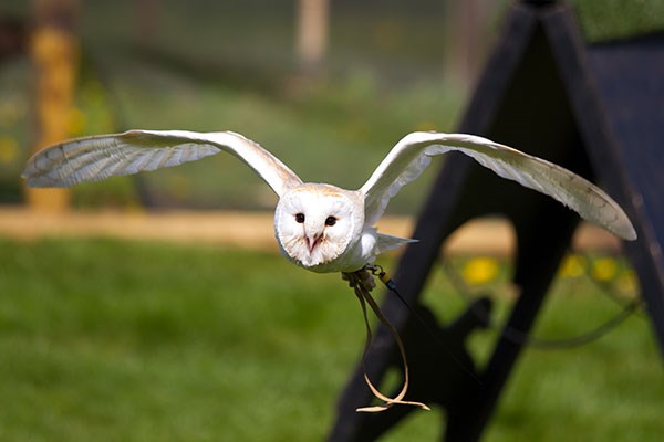Junior Zoo Keeper Experience at Millets Farm Falconry Centre, Oxfordshire 4 Family Adventure at Millets Farm Falconry Centre
