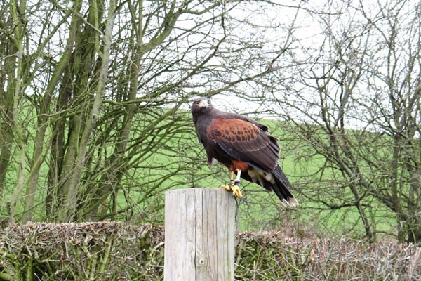 2 for 1 Hawk Walk for Two at Hawksflight Falconry 4 2 for 1 Hawk Walk for Two at Hawksflight Falconry