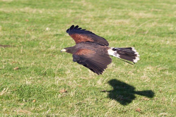 2 for 1 Hawk Walk for Two at Hawksflight Falconry 6 2 for 1 Hawk Walk for Two at Hawksflight Falconry
