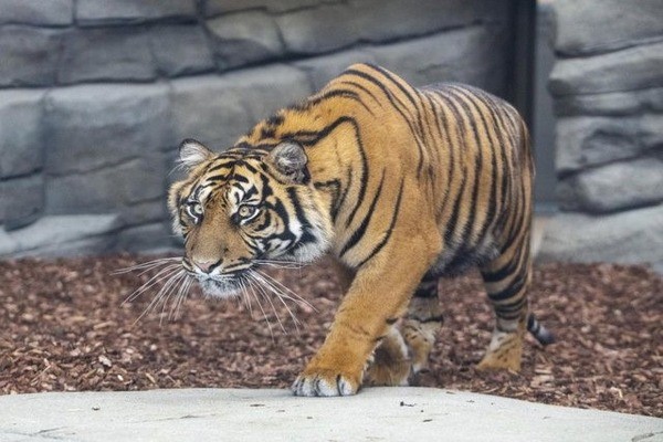 Exclusive Early Bird Tour of Twycross Zoo for up to Four People 4 Big Cat Encounter and Afternoon Tea for Two at Twycross Zoo