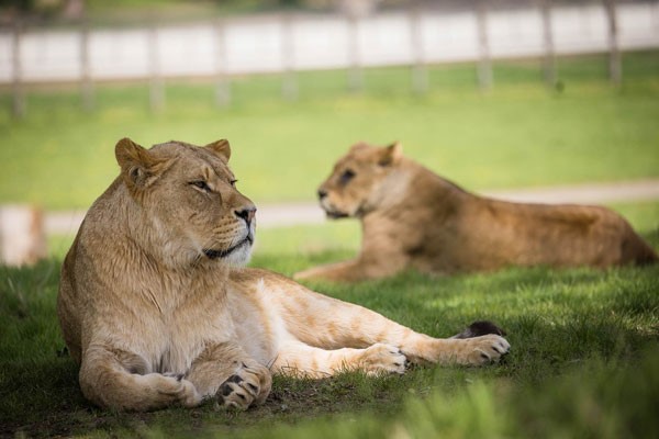 One Hour Carnivore Up Close Encounter for Two with Admission to Woburn Safari Park