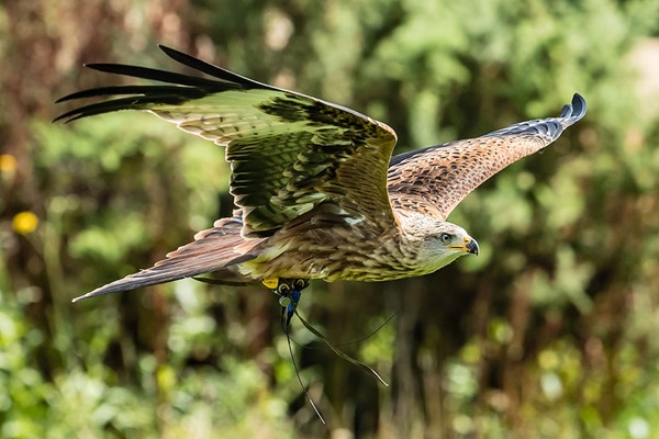 Photo Half Day at Millets Falconry for One