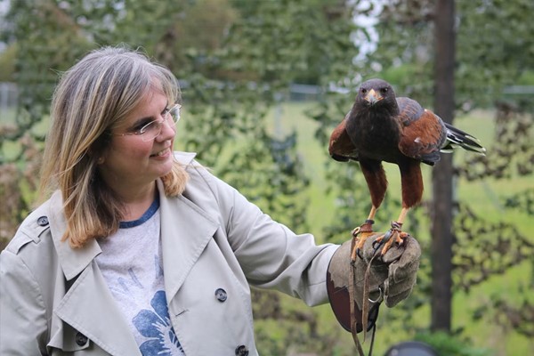 Half Day Falconry Experience for One Person at Millets Wildside