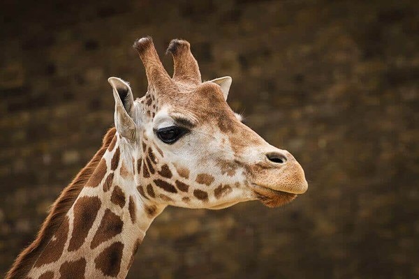 Exclusive Early Bird Tour of Twycross Zoo for up to Four People