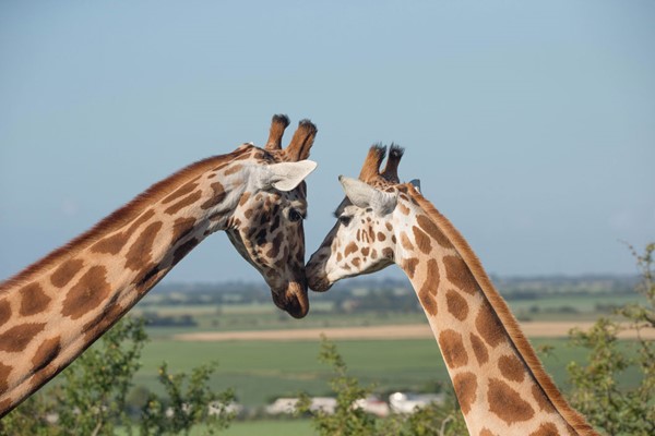 Port Lympne Reserve Ranger Tour and Entry for Two
