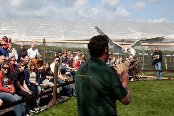 Junior Zoo Keeper Experience at Millets Farm Falconry Centre, Oxfordshire 3 Private Bird of Prey Encounter for Two at Millets Farm Falconry Centre, Oxfordshire