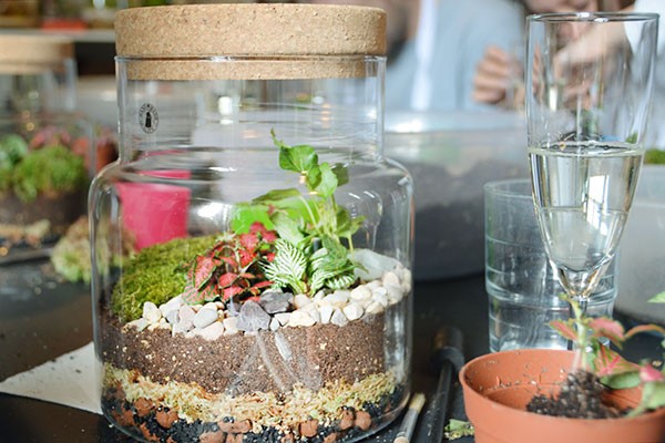 Terrarium Masterclass at Botanical Boys 3 Terrarium Masterclass at Botanical Boys
